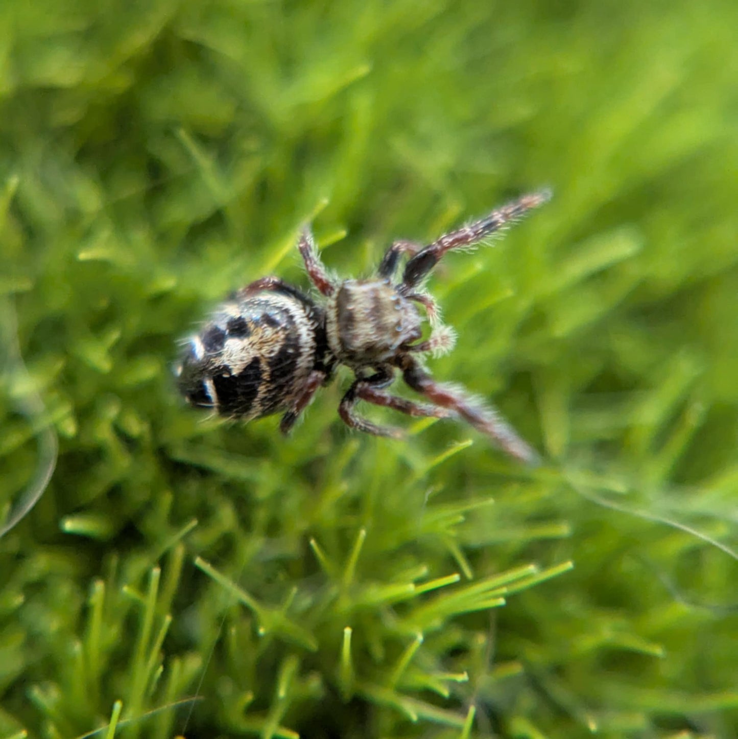 California Red-Backed Jumping Spider– Sling (Phidippus adumbratus, I3+ Unsexed)