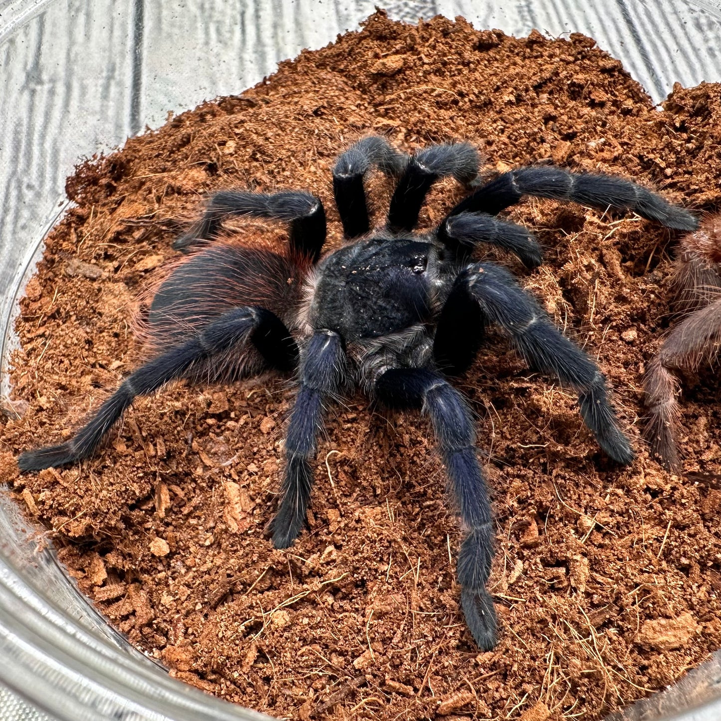 Lasiodora sazimai ~ (Brazilian Blue Tarantula) 3" – Male Juvenile