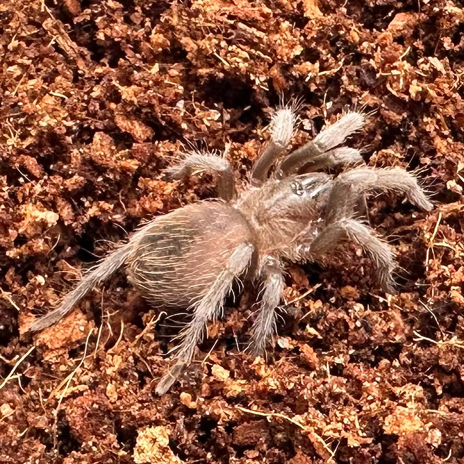 Tliltocatl vagans ~ (Mexican Red Rump Tarantula) ¾" – Unsexed Sling