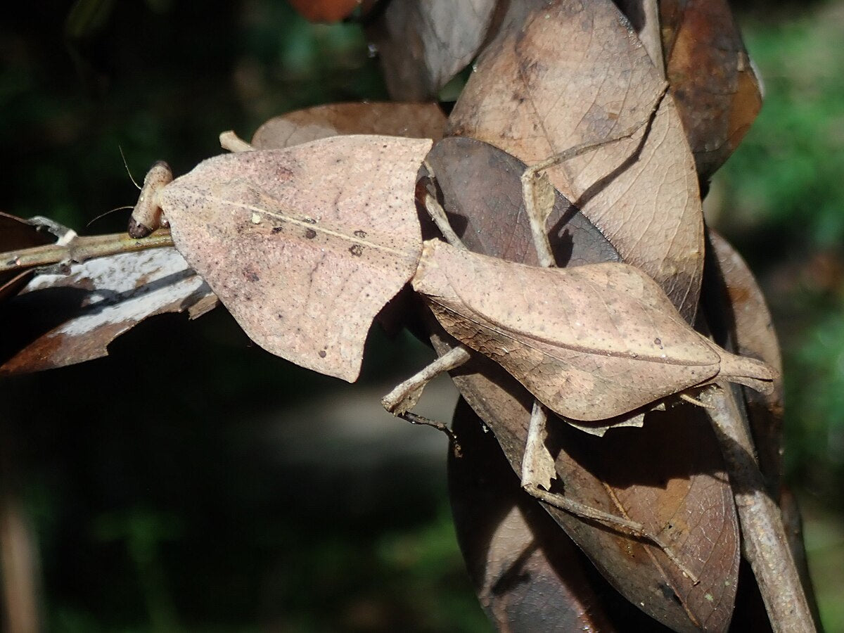 Vietnam Giant Dead Leaf Mantis – Nymph (Deroplatys gorochovi)- Rare - Big l5+