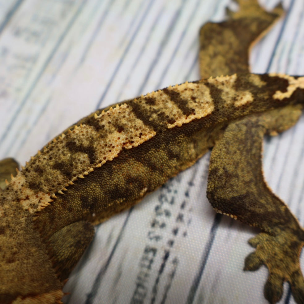 (#E16) Weird Tiger Crested Gecko – Male Sub-Adult