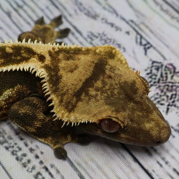(#11) Dark Quad Pinstripe Crested Gecko – Male Adult Proven Breeder