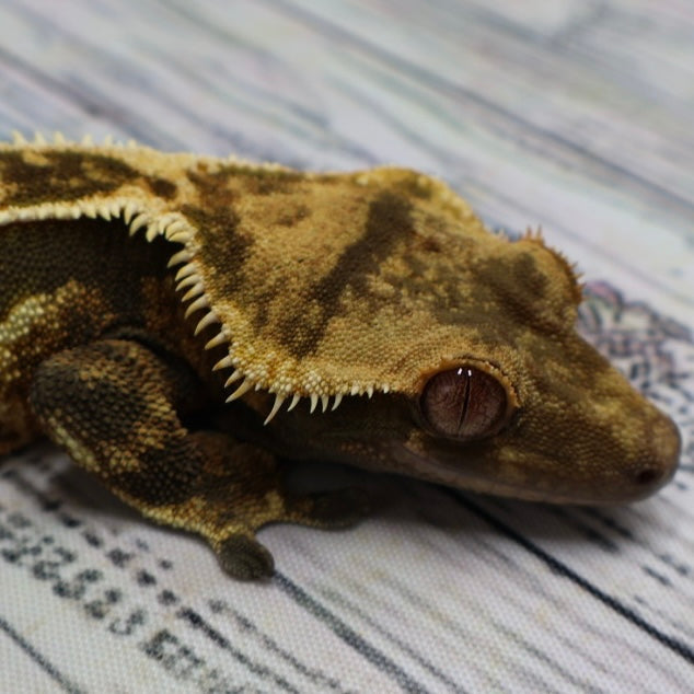 (#11) Dark Quad Pinstripe Crested Gecko – Male Adult Proven Breeder