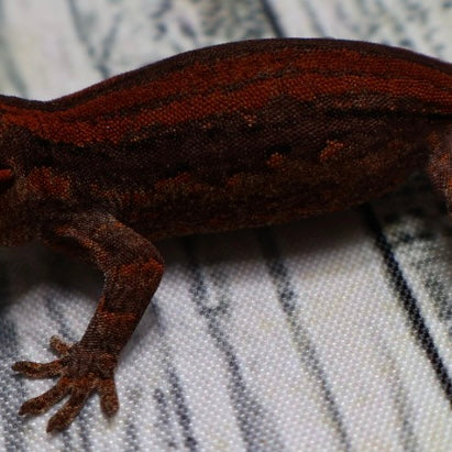 (#1) Possible Phantom Eye Red Stripe Gargoyle Gecko – Unsexed {DEADPOOL LINE}