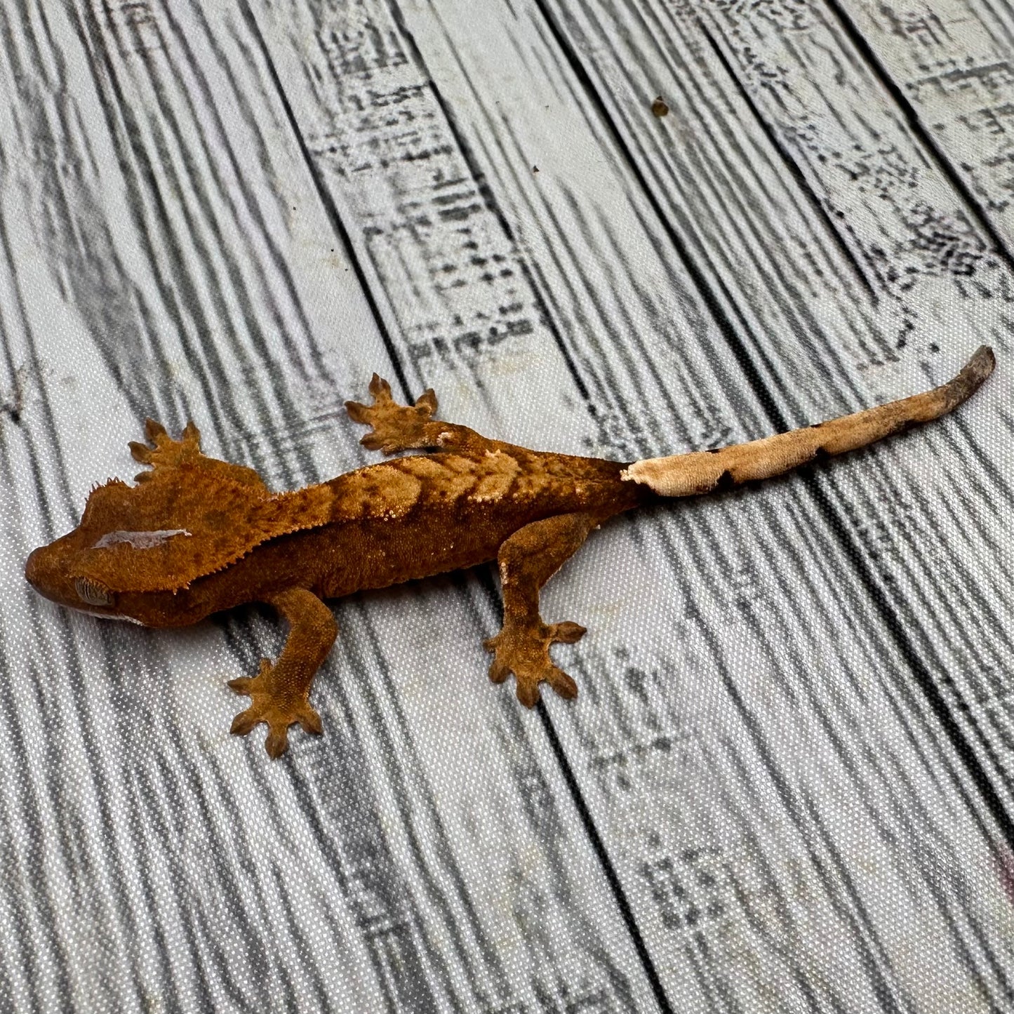 Flame Unsexed Crested Gecko (#R30)