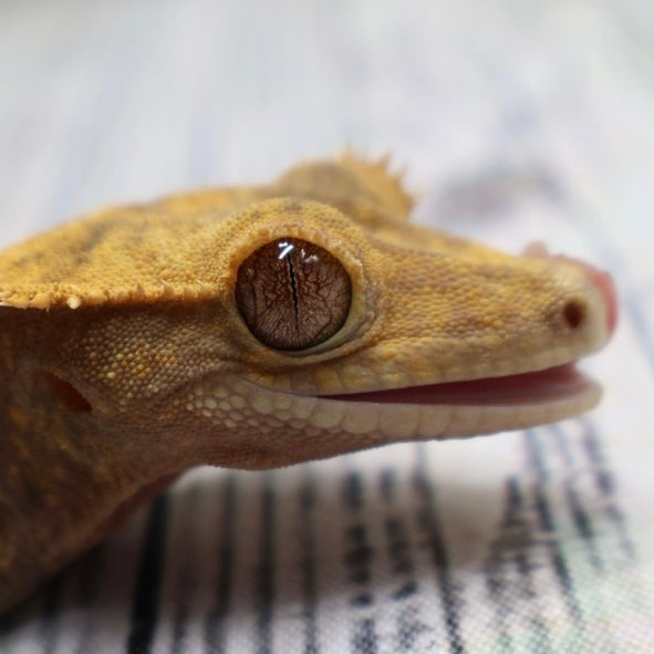 (#E20) Harlequin Softscale Crested Gecko – Female Sub-Adult