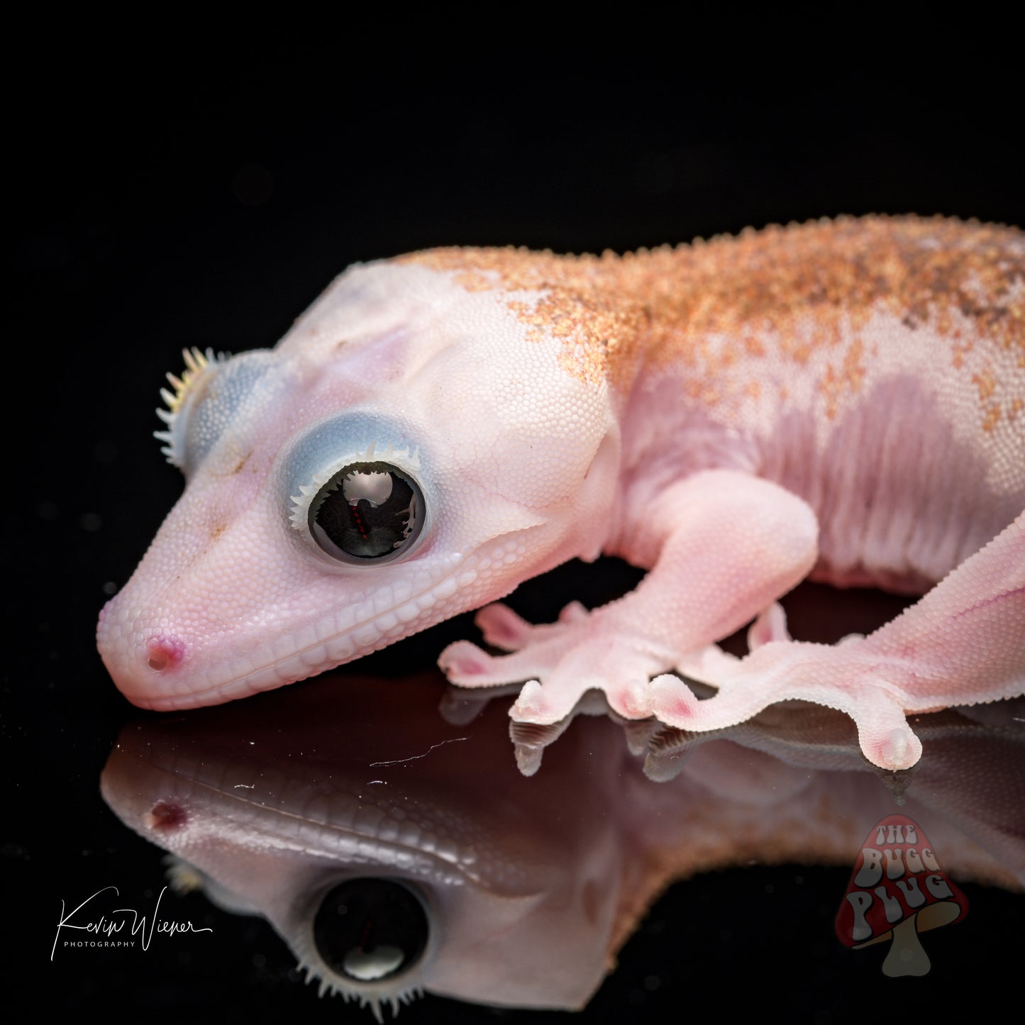 Mack Leucistic Male Crested Gecko