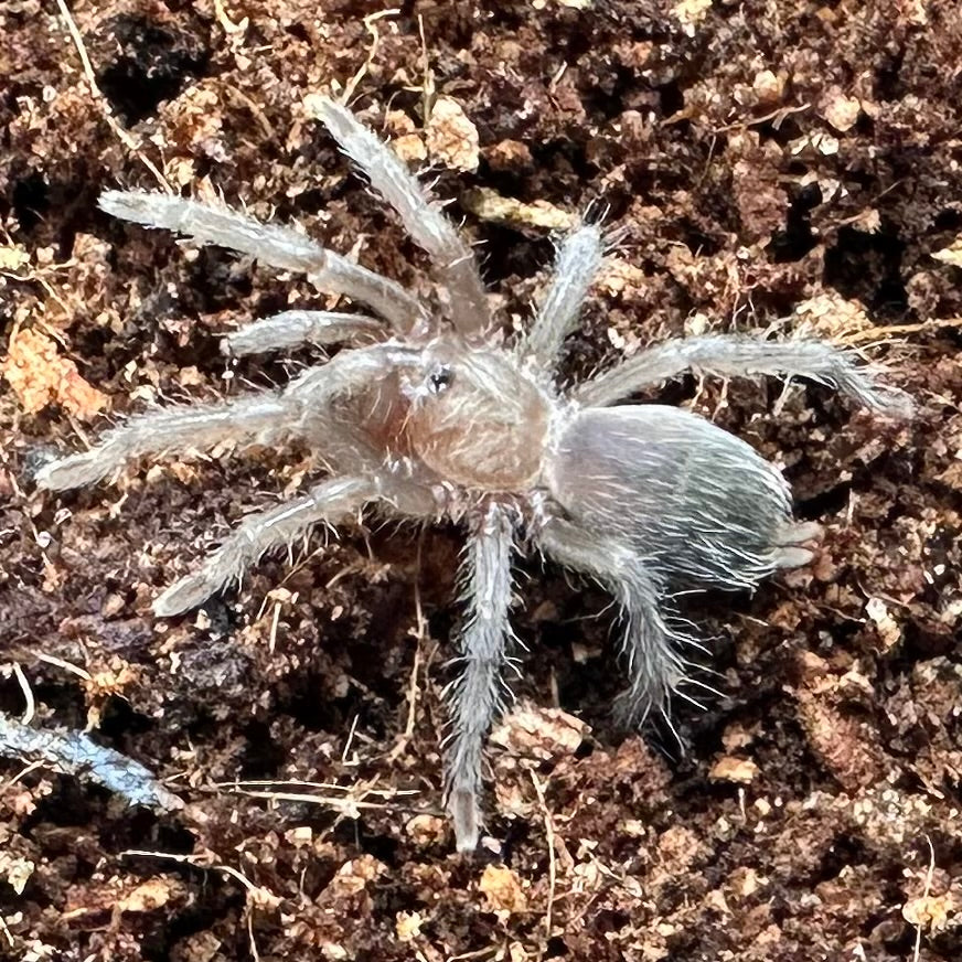 Tliltocatl albopilosus ~ (Curly Hair Tarantula) ½" – Unsexed Sling