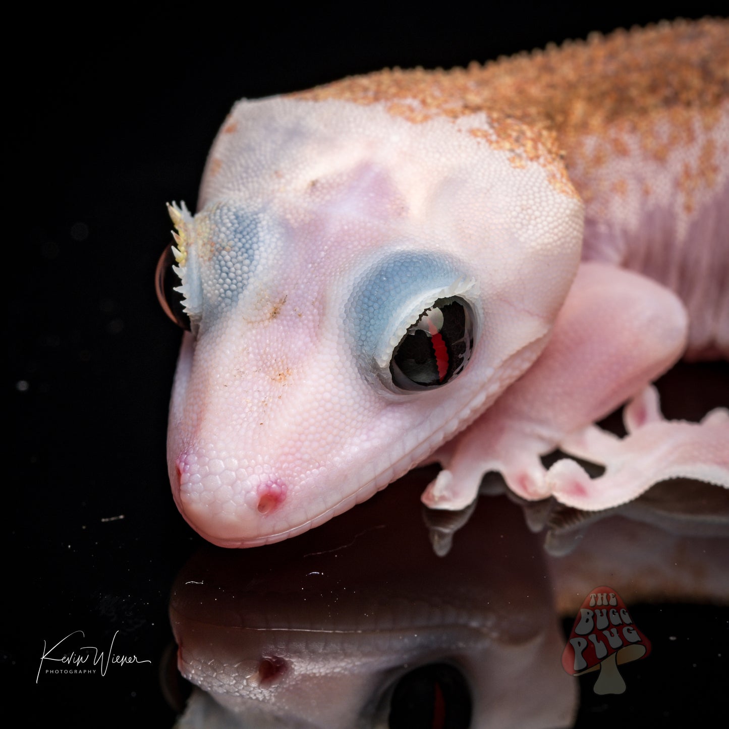 Mack Leucistic Male Crested Gecko