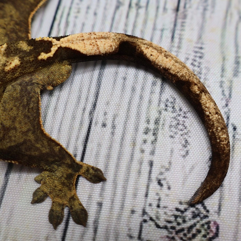 (#E16) Weird Tiger Crested Gecko – Male Sub-Adult