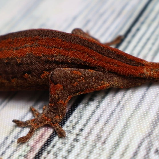 (#1) Possible Phantom Eye Red Stripe Gargoyle Gecko – Unsexed {DEADPOOL LINE}