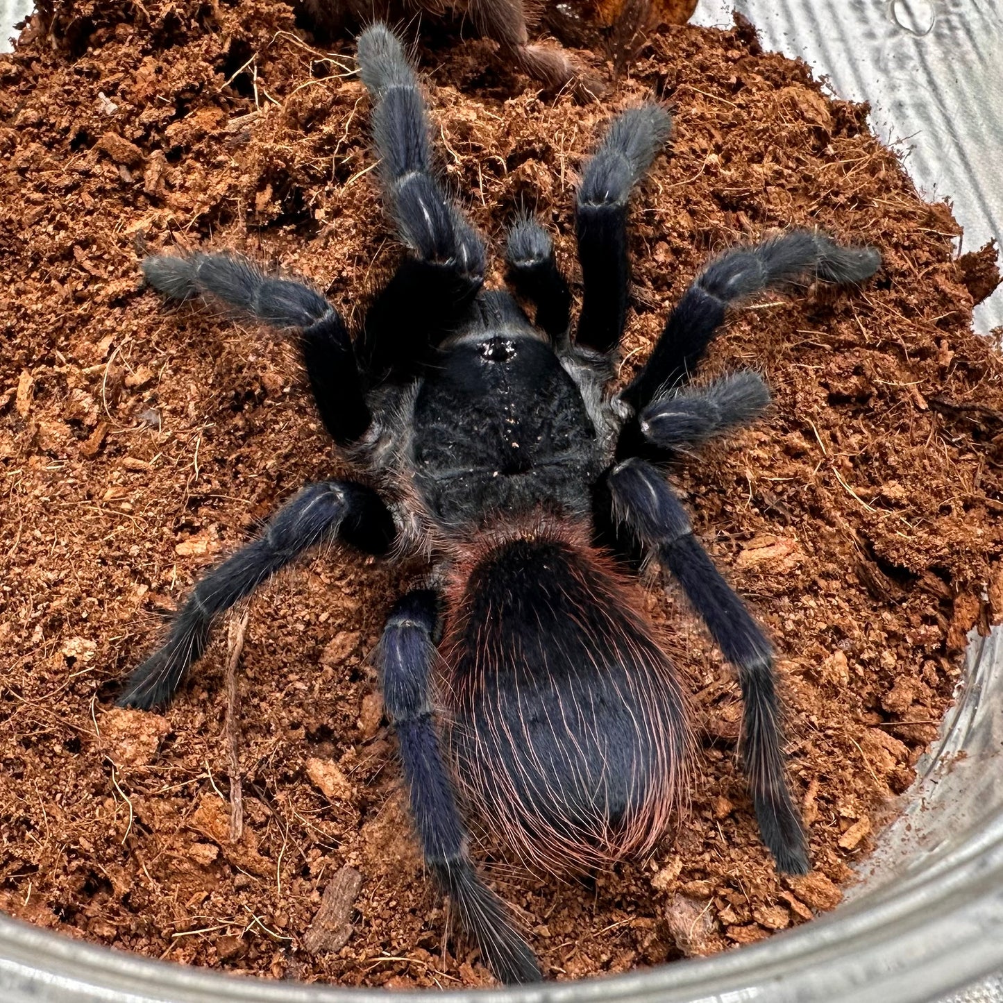 Lasiodora sazimai ~ (Brazilian Blue Tarantula) 3" – Male Juvenile