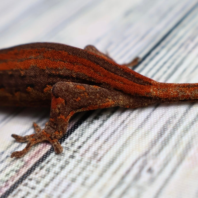 (#1) Possible Phantom Eye Red Stripe Gargoyle Gecko – Unsexed {DEADPOOL LINE}