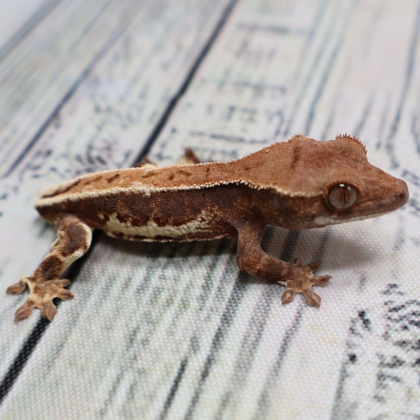 Lilly White Unsexed Crested Gecko (#R3)