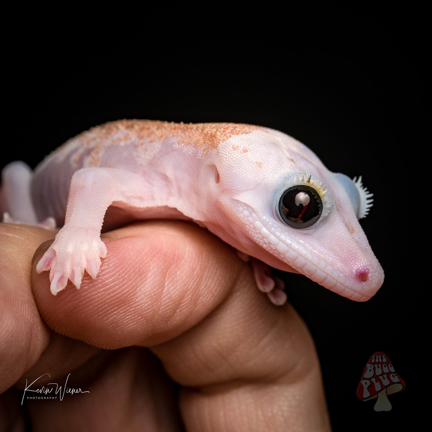 Mack Leucistic Male Crested Gecko