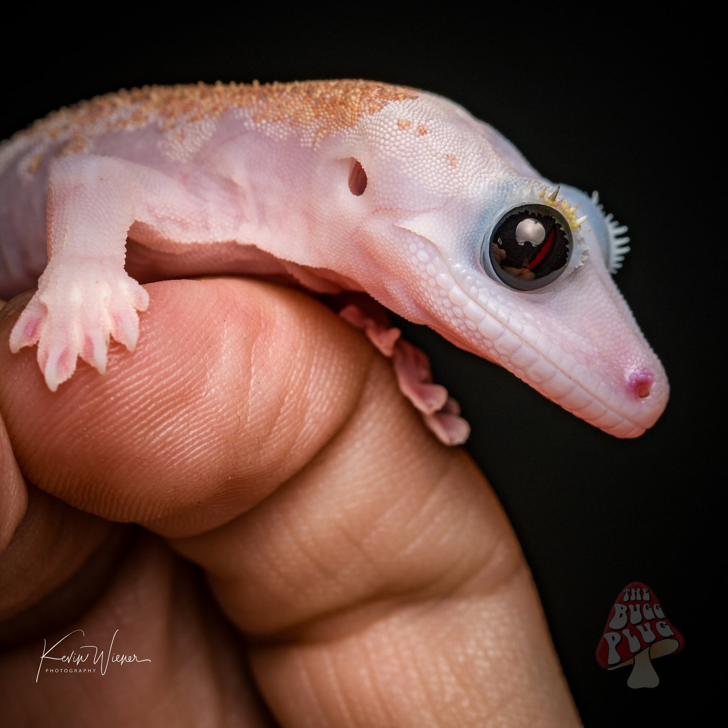 Mack Leucistic Male Crested Gecko