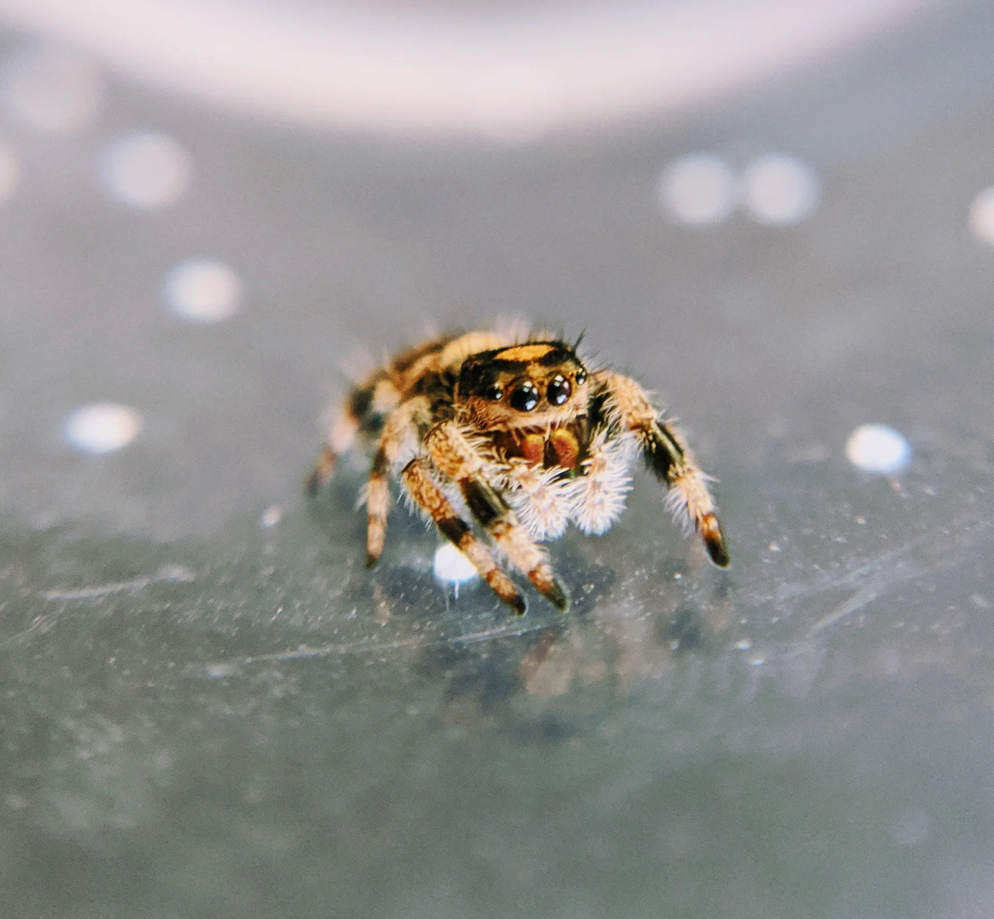 Regal Jumping Spider β Large Female (Phidippus regius, i6+ Confirmed)