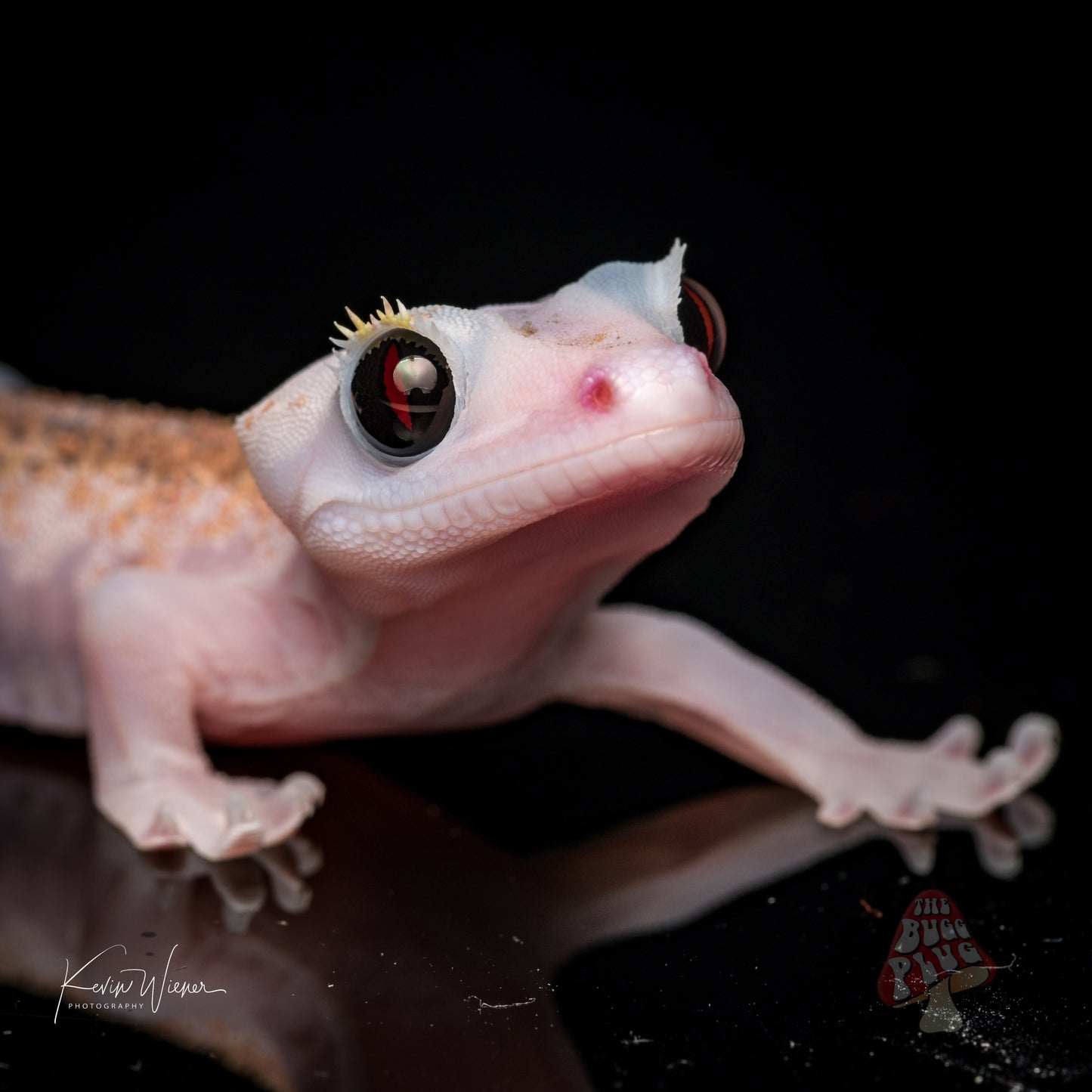 Mack Leucistic Male Crested Gecko