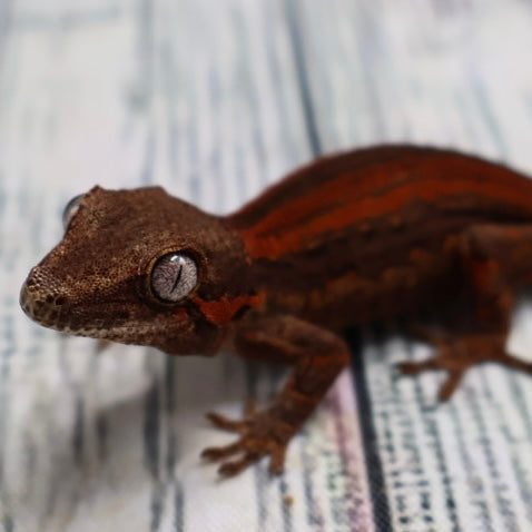 (#1) Possible Phantom Eye Red Stripe Gargoyle Gecko – Unsexed {DEADPOOL LINE}