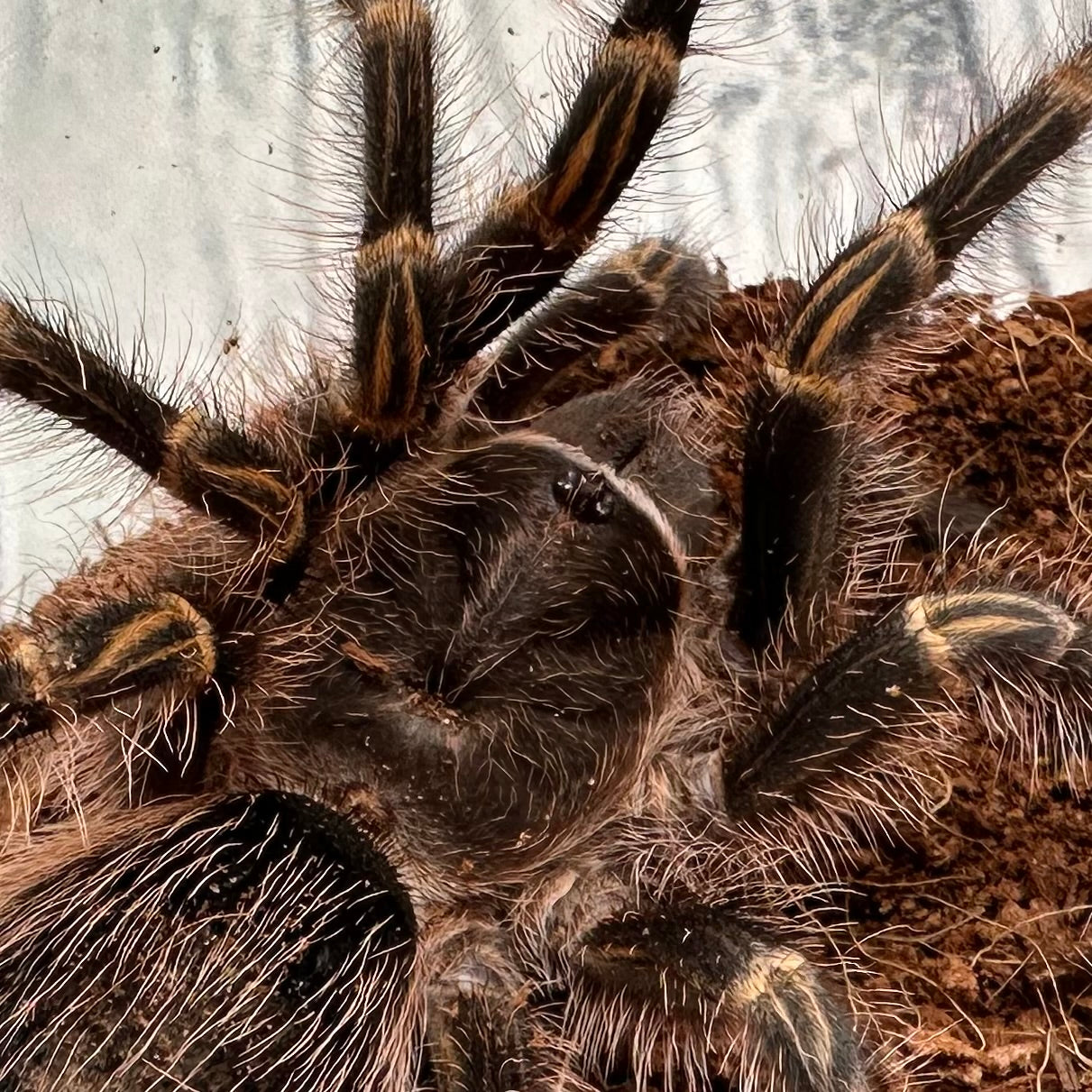 Grammostola pulchripes ~ (Chaco Golden Knee Tarantula) 3" – Suspect Female Juvenile