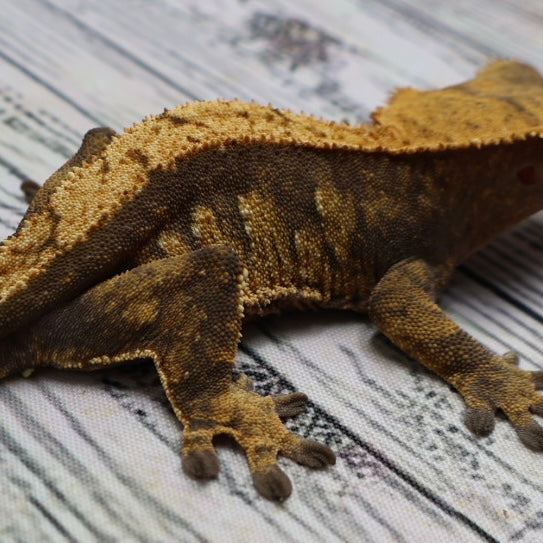 (#E20) Harlequin Softscale Crested Gecko – Female Sub-Adult