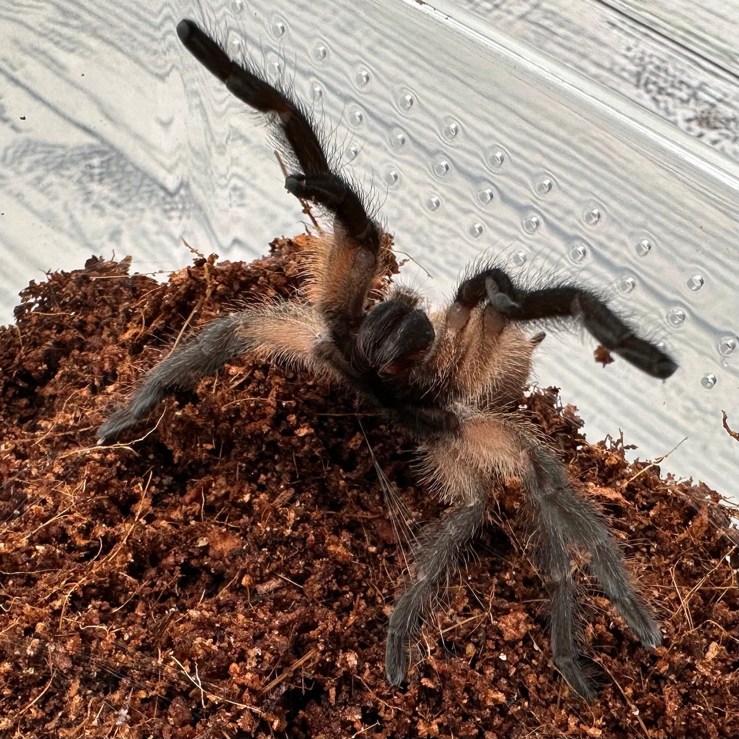 Monocentropus balfouri ~ (Socotra Island Blue Baboon Tarantula) 1.5" – Unsexed Sling