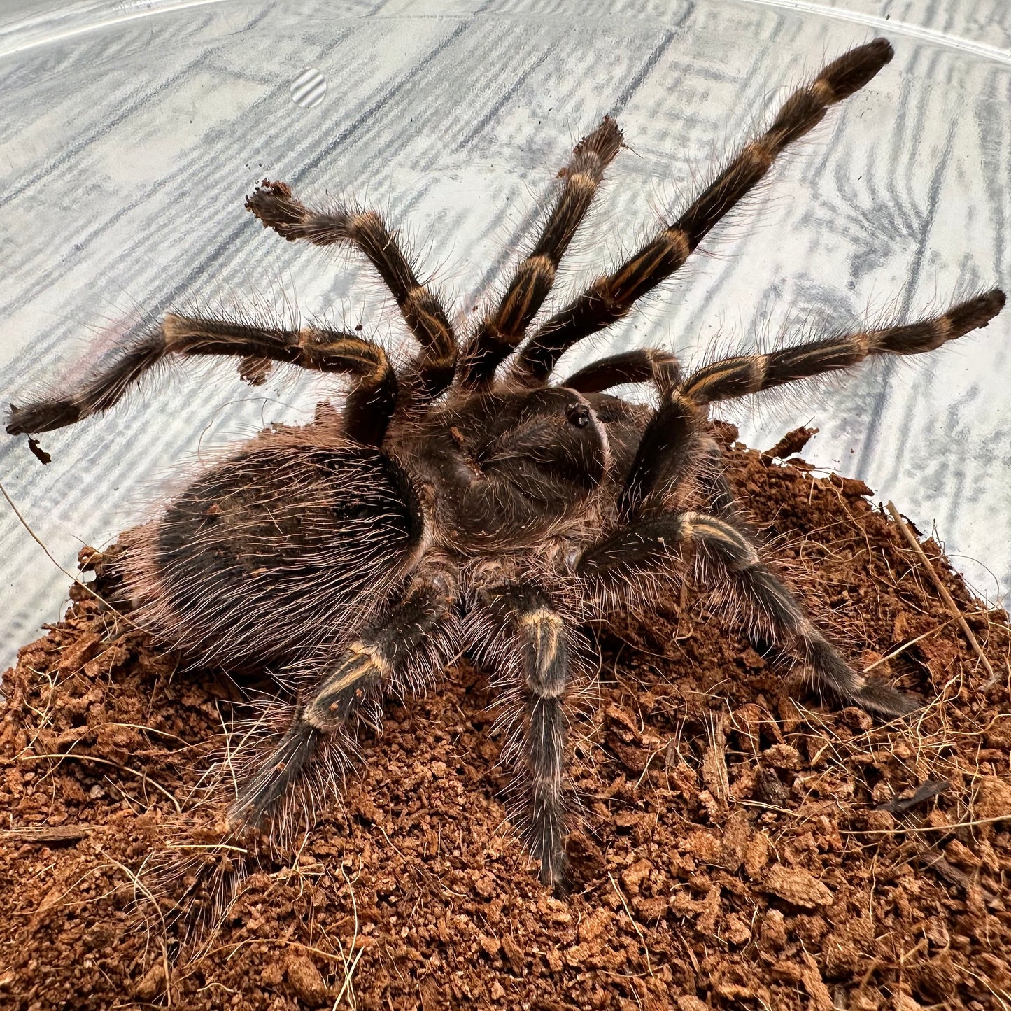 Grammostola pulchripes ~ (Chaco Golden Knee Tarantula) 3" – Suspect Female Juvenile
