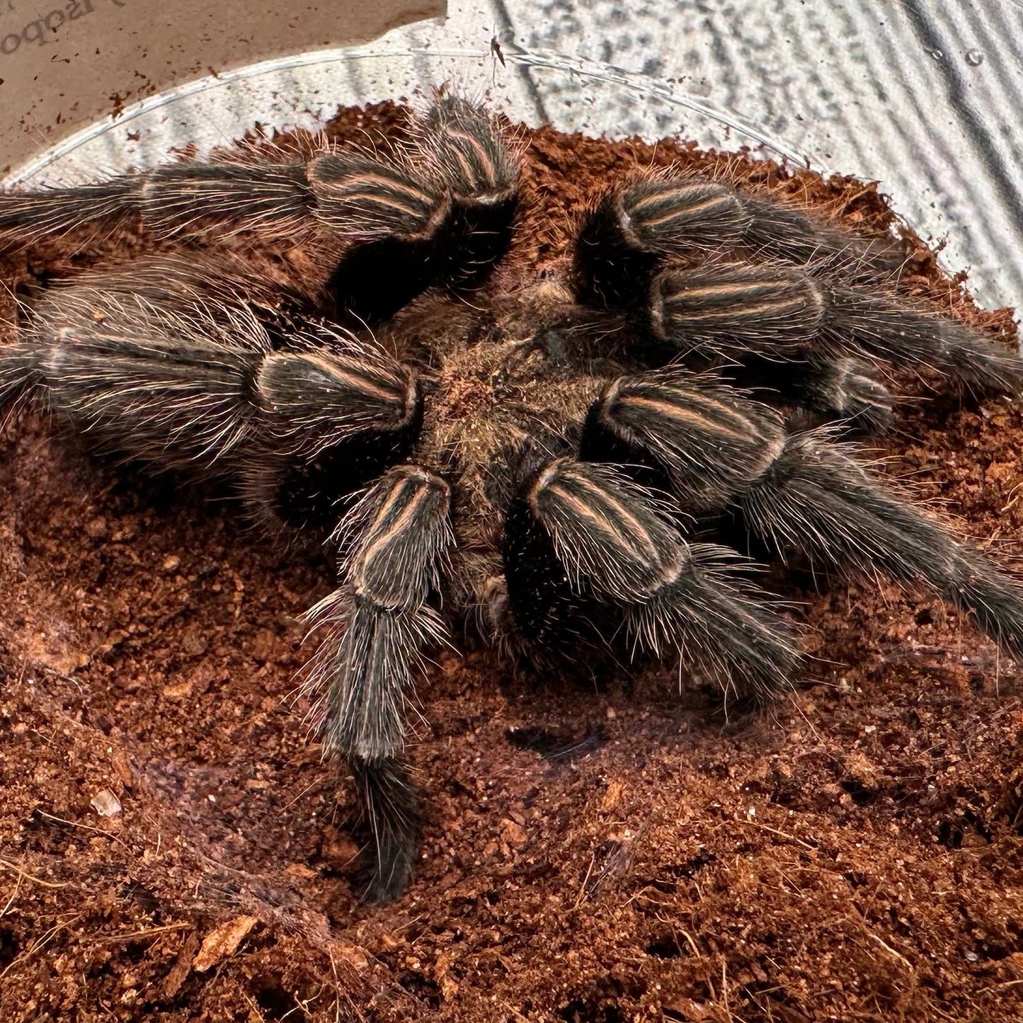 Thrixopelma sp. “Sullana” ~ (Sullana Velvet Tarantula) 3–4" – Female Adult