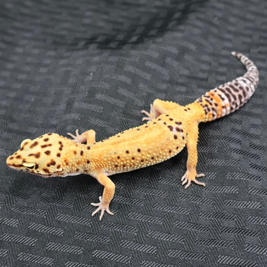 (#20) Tangerine Stripe Leopard Gecko – Female