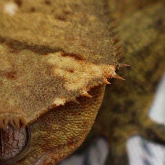 (#E16) Weird Tiger Crested Gecko – Male Sub-Adult