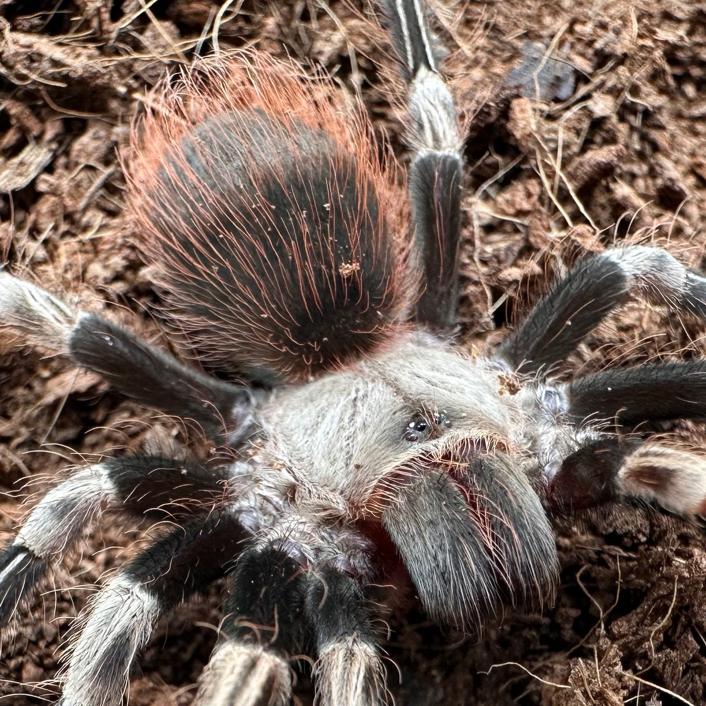 Nhandu chromatus ~ (Brazilian Red & White Tarantula) 2" – Unsexed Juvenile