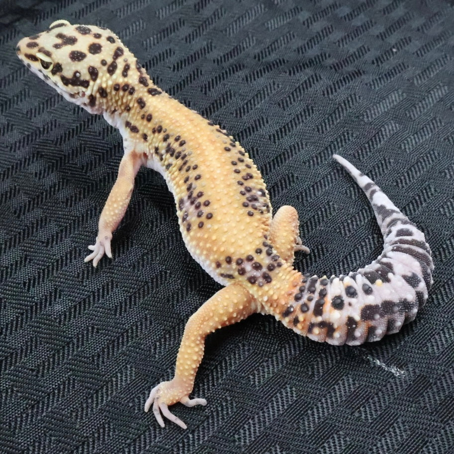(#11) Firebold Stripe Leopard Gecko – Unsexed