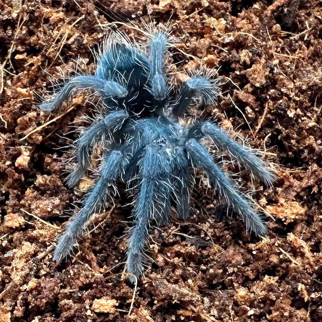 Phormictopus atrichomatus ~ (Red Island Tarantula) ½" – Unsexed Sling