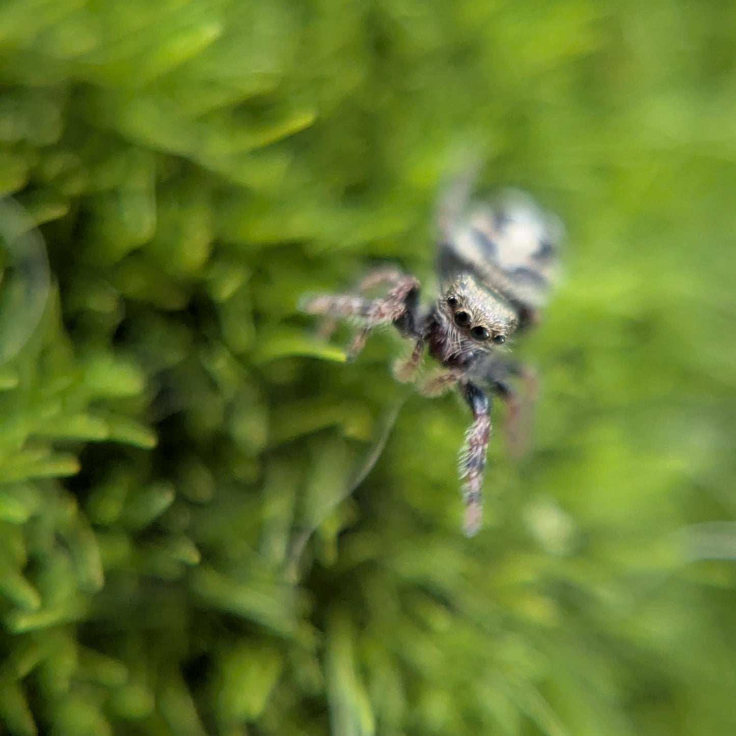 California Red-Backed Jumping Spider– Sling (Phidippus adumbratus, I3+ Unsexed)