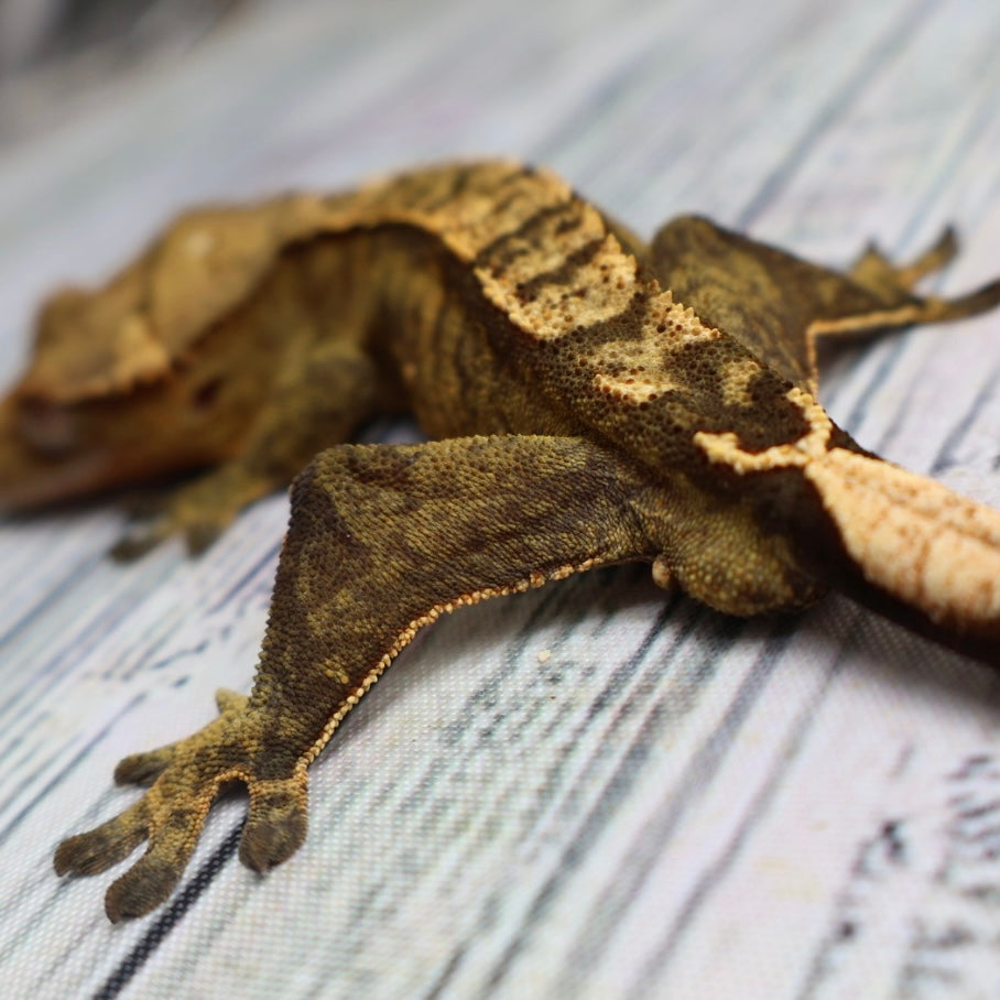 (#E16) Weird Tiger Crested Gecko – Male Sub-Adult