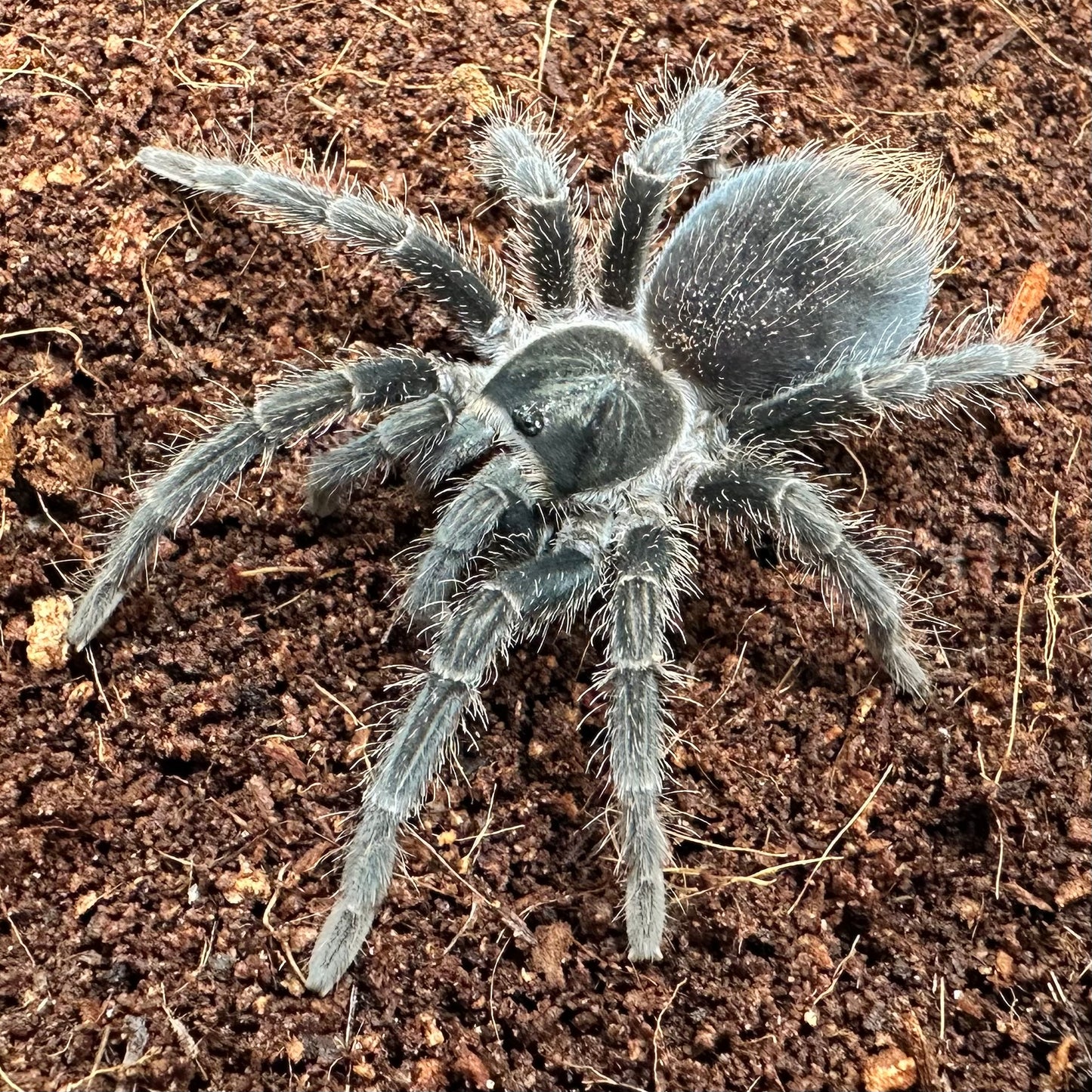 Phormictopus atrichomatus ~ (Dominican Purple Tarantula) 1.5" – Suspect Female Juvenile