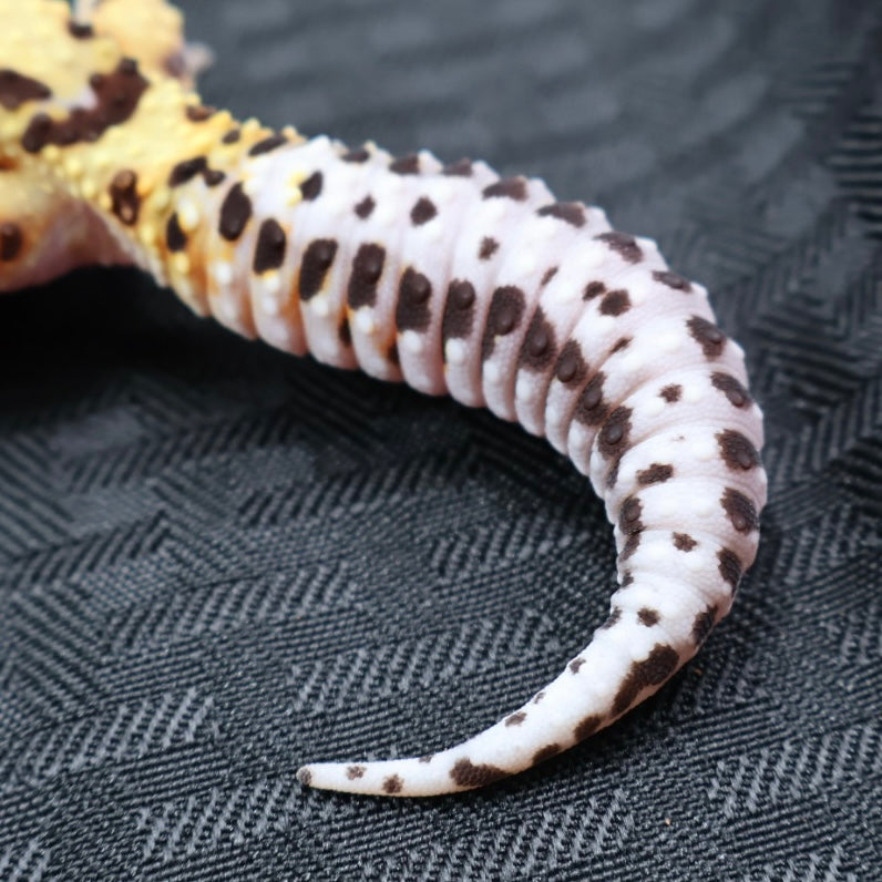 (#3) Bold Tangerine Leopard Gecko – Female