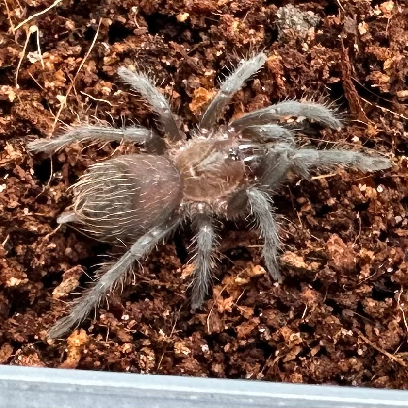Tliltocatl kahlenbergi ~ (Vera Cruz Red Rump Tarantula) ½" – Unsexed Sling