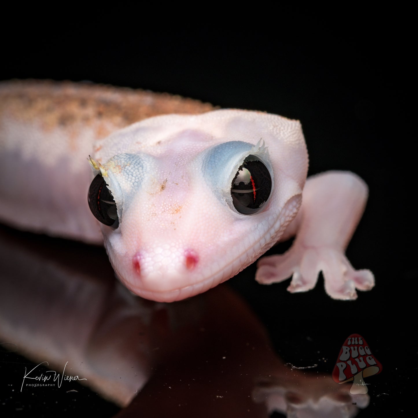 Mack Leucistic Male Crested Gecko