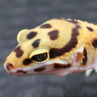 (#36) Tangerine Leopard Gecko – Female