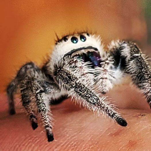 Regal Jumping Spider β Large Female (Phidippus regius, i6+ Confirmed)