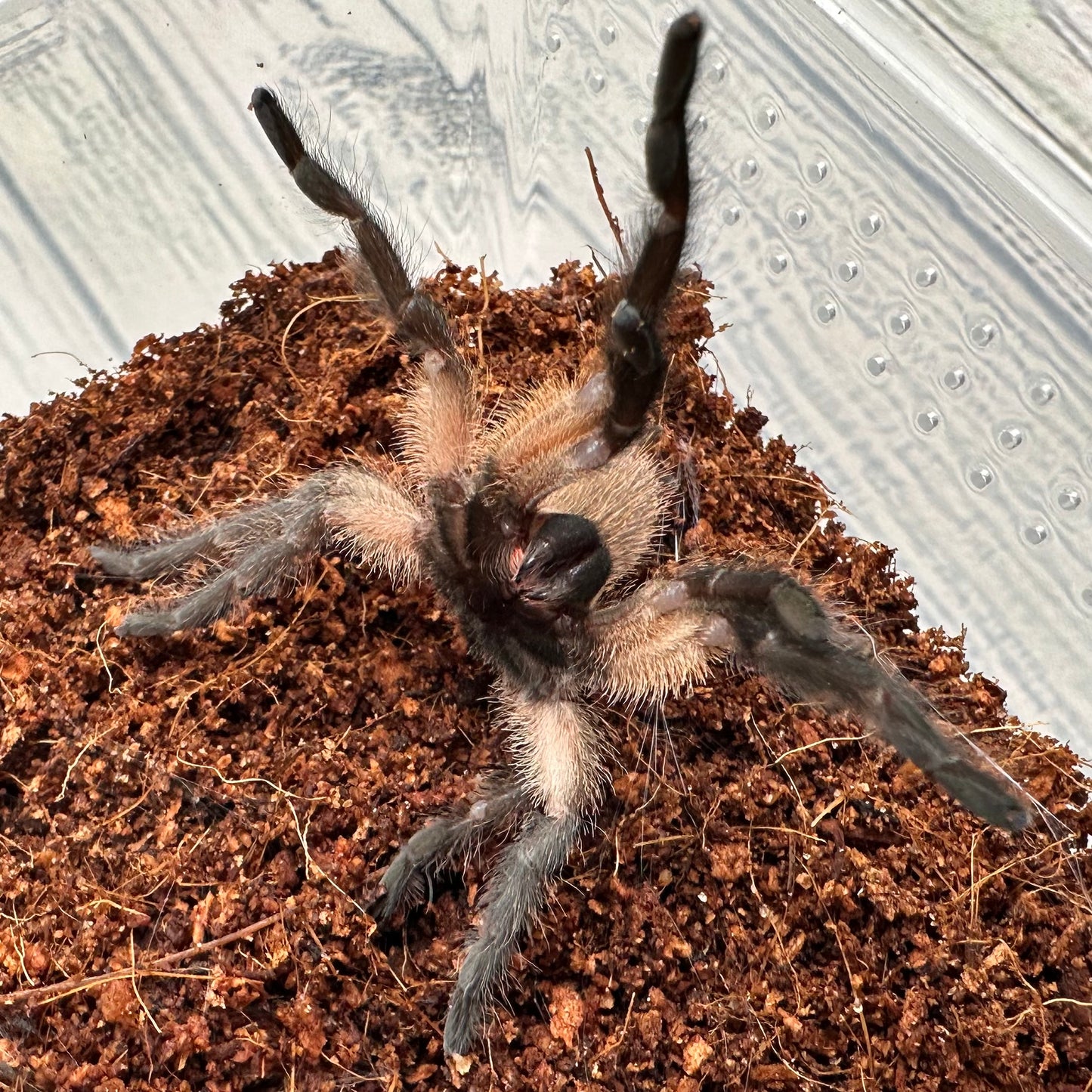 Monocentropus balfouri ~ (Socotra Island Blue Baboon Tarantula) 1.5" – Unsexed Sling