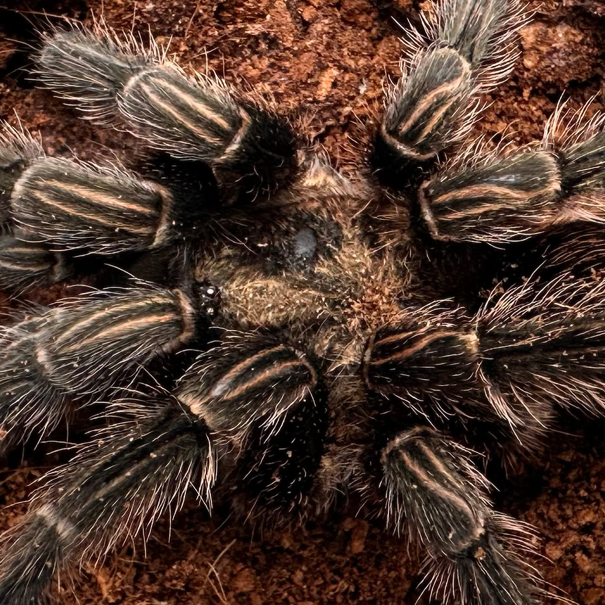 Thrixopelma sp. “Sullana” ~ (Sullana Velvet Tarantula) 3–4" – Female Adult