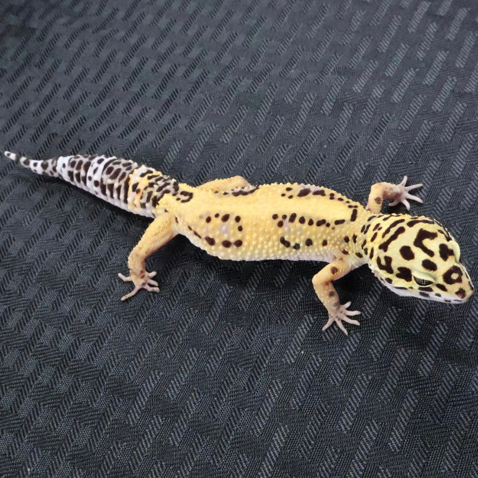 (#22) Tangerine Leopard Gecko – Female
