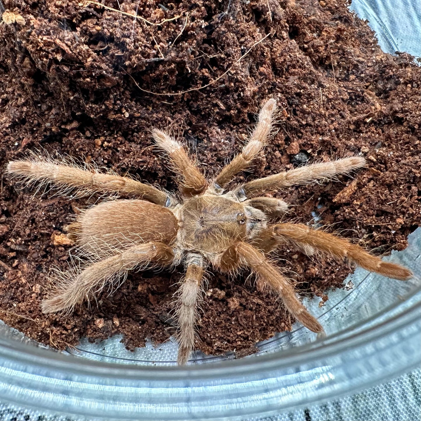 Hysterocrates gigas ~ (Cameroon Red Tarantula) 2"+ – Unsexed Juvenile