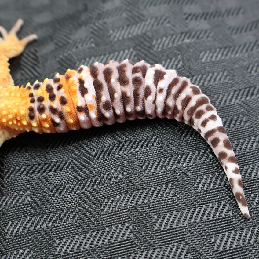 (#20) Tangerine Stripe Leopard Gecko – Female