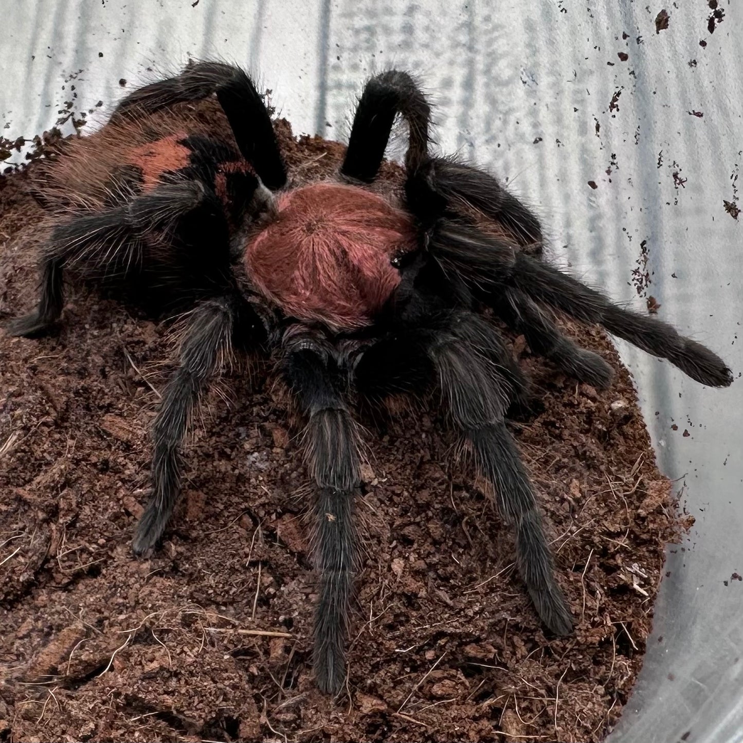 Davus pentaloris ~ (Guatemalan Tiger Rump Tarantula) 3" – Pair Sub-Adults