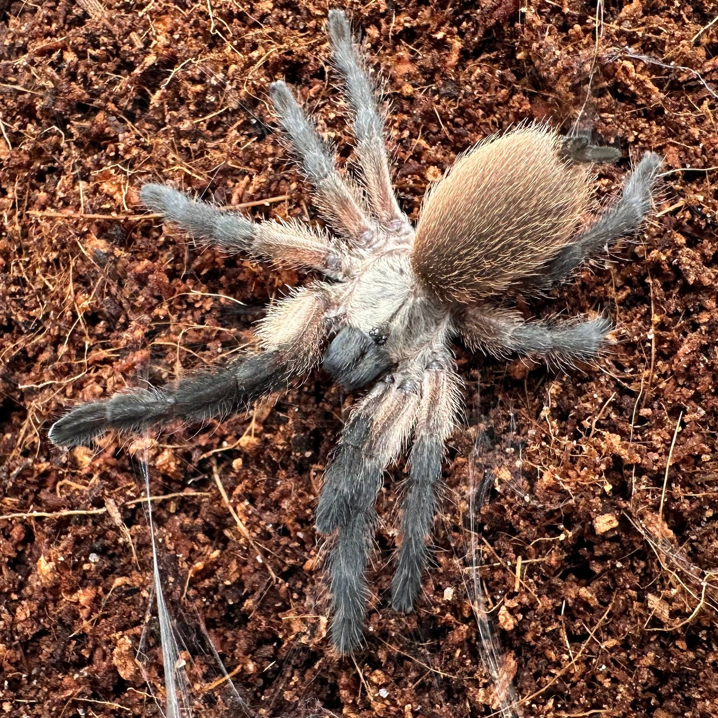 Monocentropus balfouri ~ (Socotra Island Blue Baboon Tarantula) 1.5" – Unsexed Sling