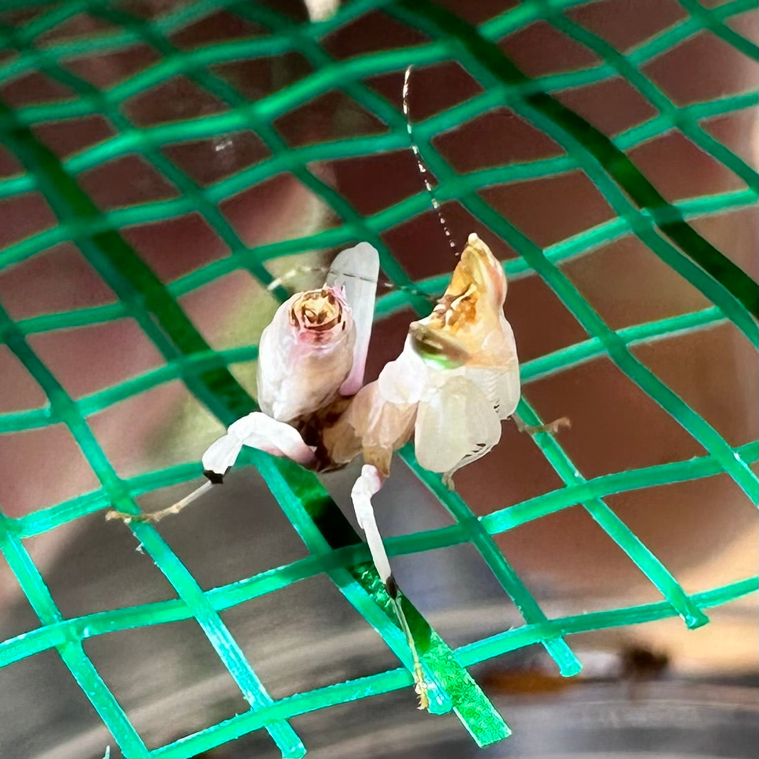 Orchid Mantis – Nymph (Hymenopus coronatus)