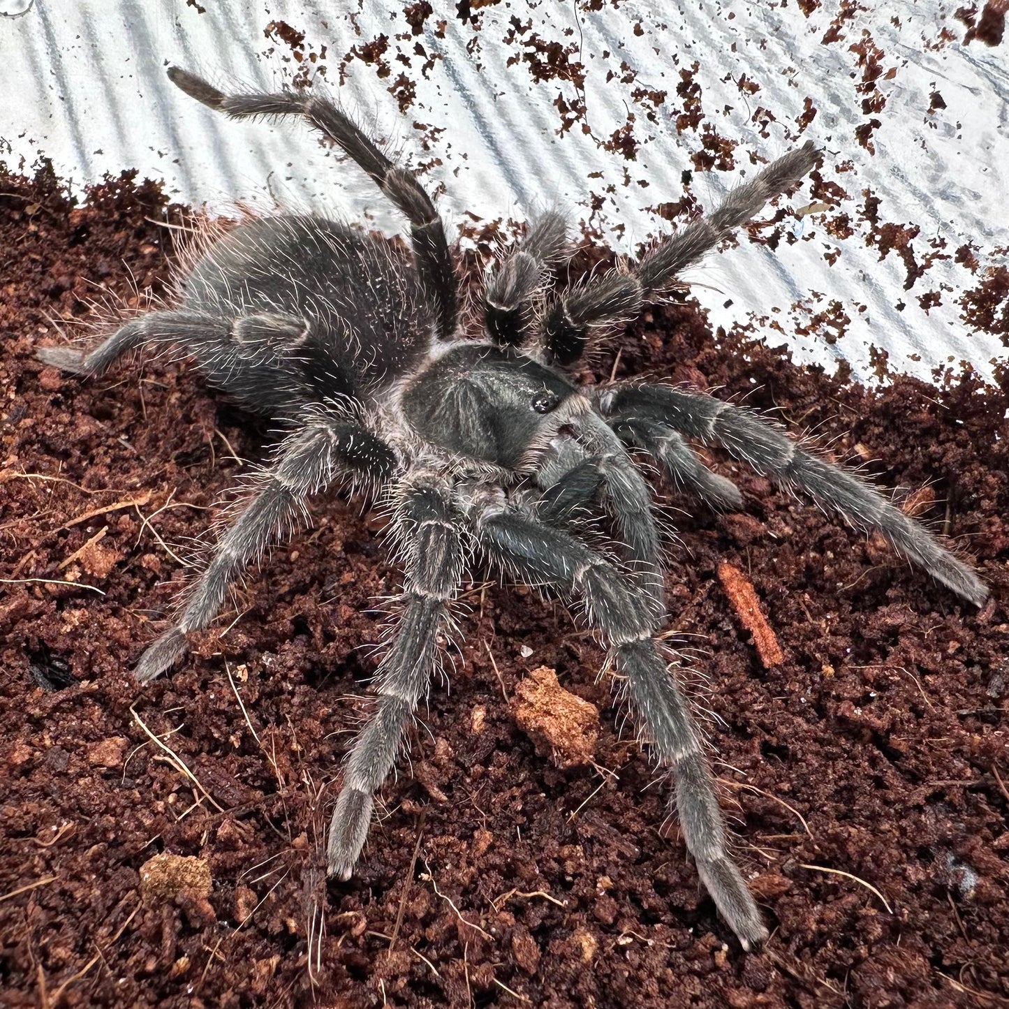Phormictopus atrichomatus ~ (Dominican Purple Tarantula) 1.5" – Suspect Female Juvenile